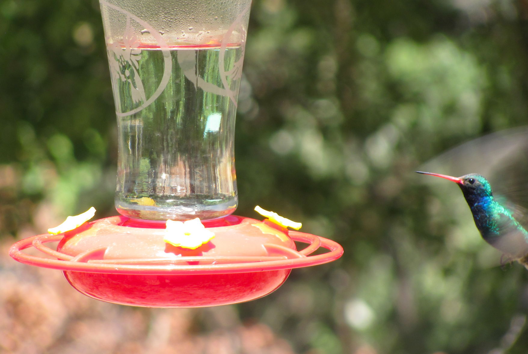 Hovering hummingbird